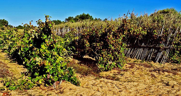 2 – Discovering the sandy soil vineyards and the DOC Colares Wine